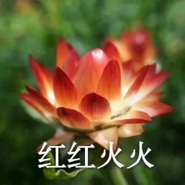 2021年桃花运最好的星座