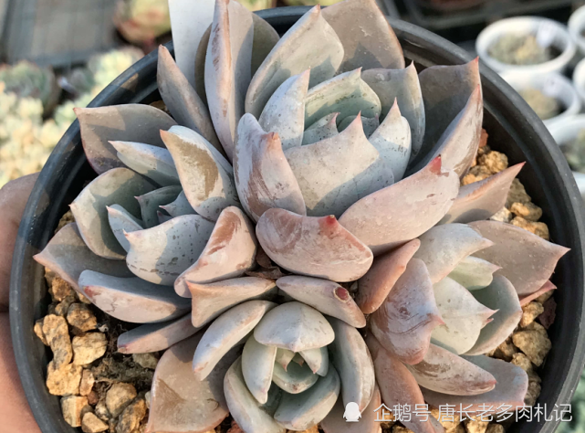今天有肉友问唐长老:多肉日立昂是什么来头?好养吗?