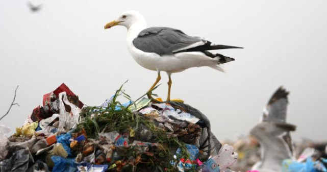 出现过五次生物大灭绝事件了,而现在我们正面临着第六次物种大灭绝