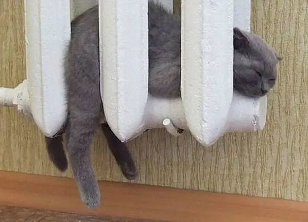 答案是:怕 猫咪:我都这样(睡在暖气管上,你说我怕不怕冷?