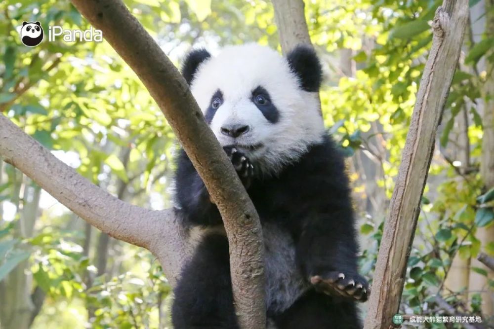 直播预告|大熊猫科普课堂:大熊猫的一天