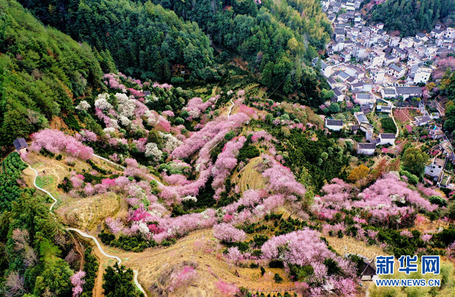 2月12日拍摄的安徽省黄山市歙县卖花渔村,在梅花的掩映下分外美好.