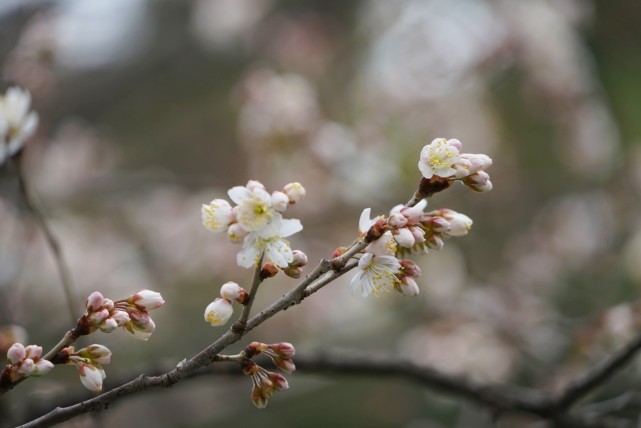 这里小编给大家科普一下:樱花和樱桃花是一种花吗?当然不是!