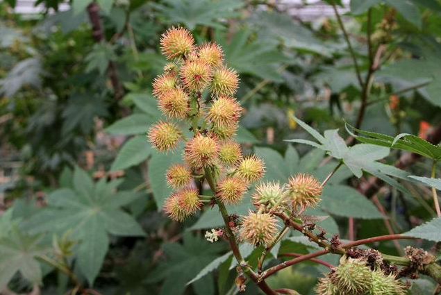 这种农村常见植物,毒性是眼镜蛇3倍,误食致命,看见不要乱碰!