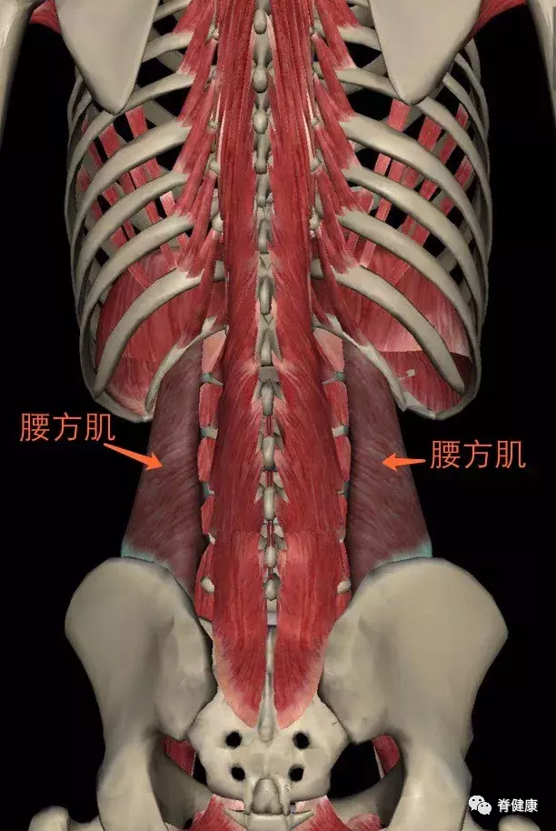 解剖角度下的腰肌劳损从根源看待腰痛