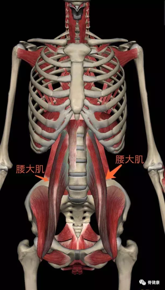 解剖角度下的腰肌劳损从根源看待腰痛