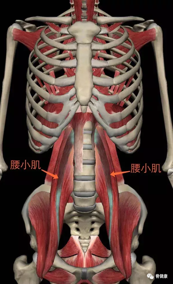 解剖角度下的腰肌劳损,从根源看待腰痛