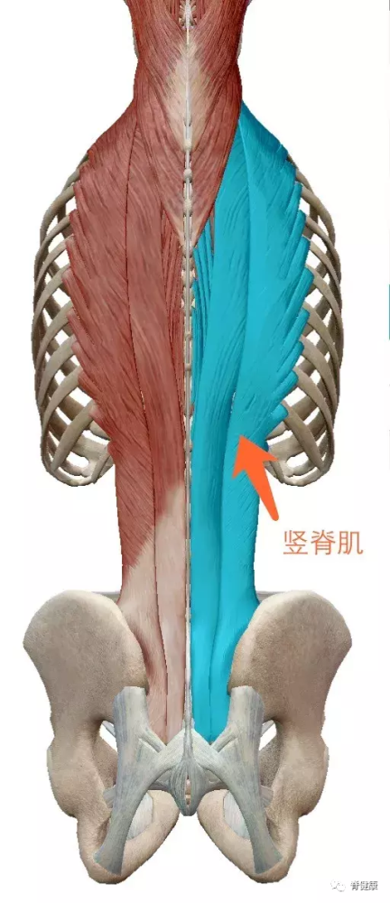 解剖角度下的腰肌劳损从根源看待腰痛