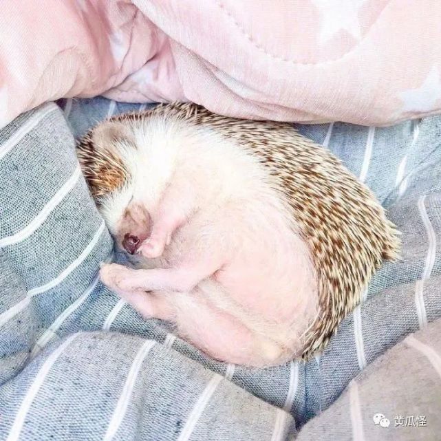睡着的刺猬萌翻了