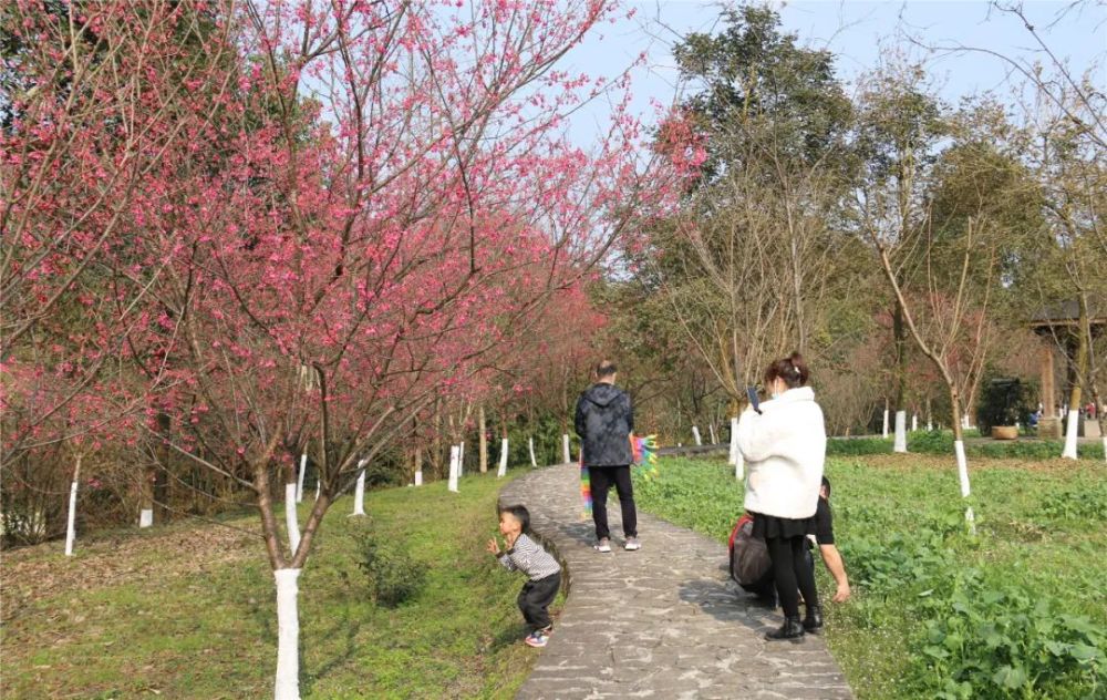 樱花开满枝头在沐川"天适樱花公园"内春天的景色也愈加浓郁随着气温回