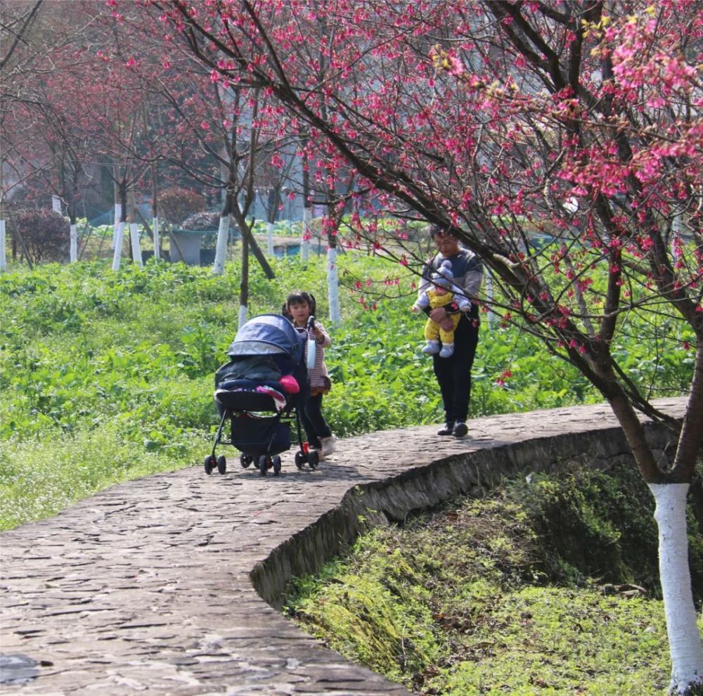 自在享受繁花美景 园内热闹不已 据了解 沐川天适樱花公园占地300余亩