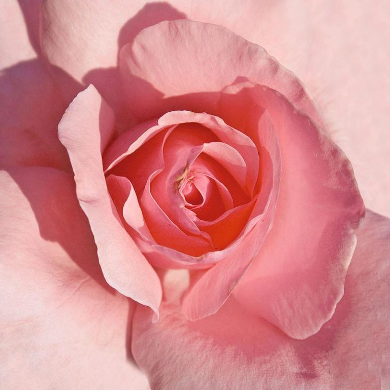 八种著名的玫瑰花,她们的名字及颜色寓意