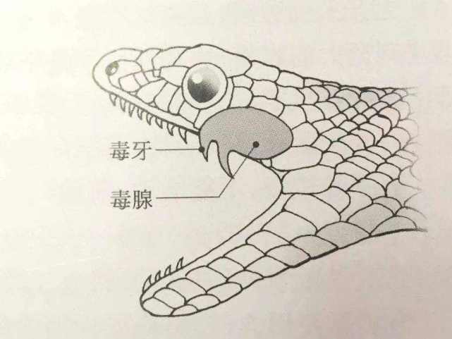 蛇最怕什么?