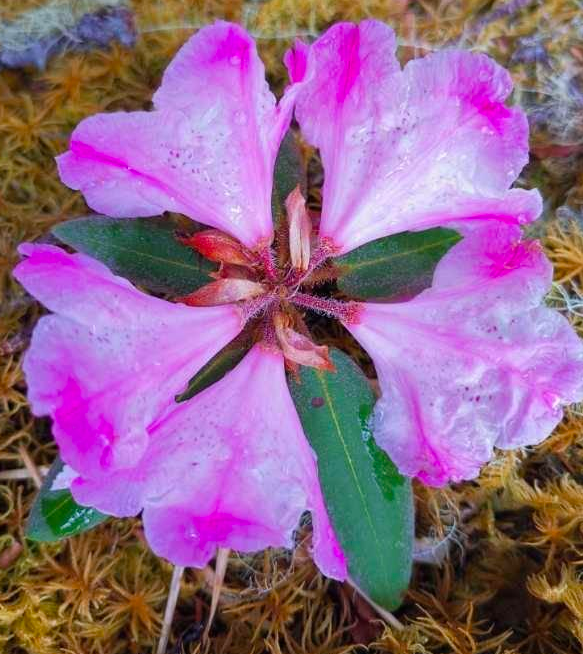 灭绝后再次"复活"!全球最珍贵的花在四川现世,全球仅此一株