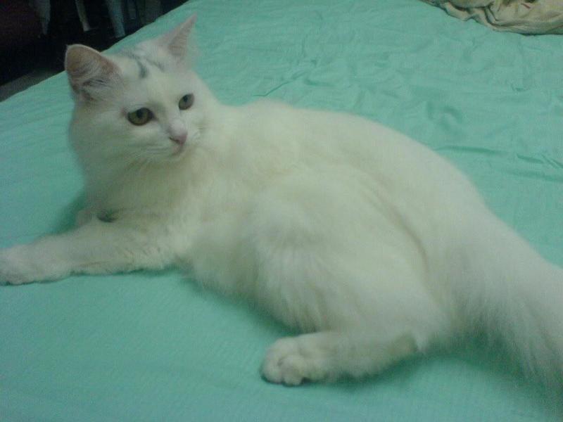 土耳其梵猫 它属于安哥拉猫的一个品系.