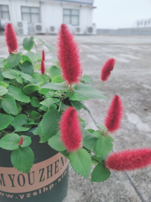 奇异植物欣赏—猫尾红,花型似猫尾,花色红艳,给点阳光就开花!