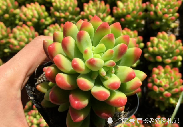 柠檬手指和柳叶莲华虽然长得有点像,但它们真不是同一种多肉植物