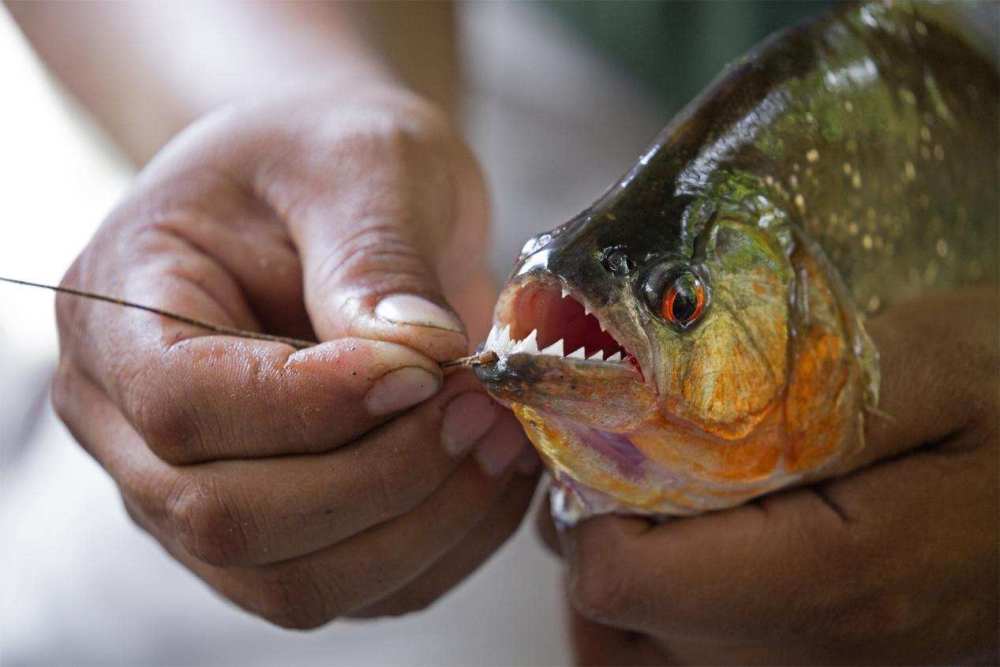 亚马逊雨林有多恐怖河中遍布食人鱼狼被迫吃水果被称为人类禁区