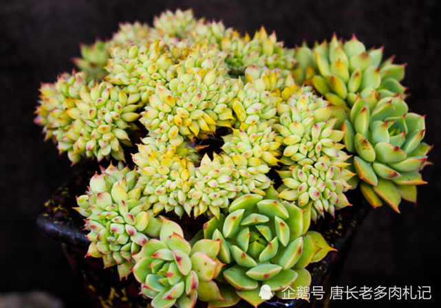 喝过拿铁咖啡但你可能没养过多肉拿铁要不要养一盆试试