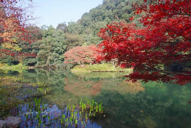 杭州2021年gdp_2021年杭州限行图