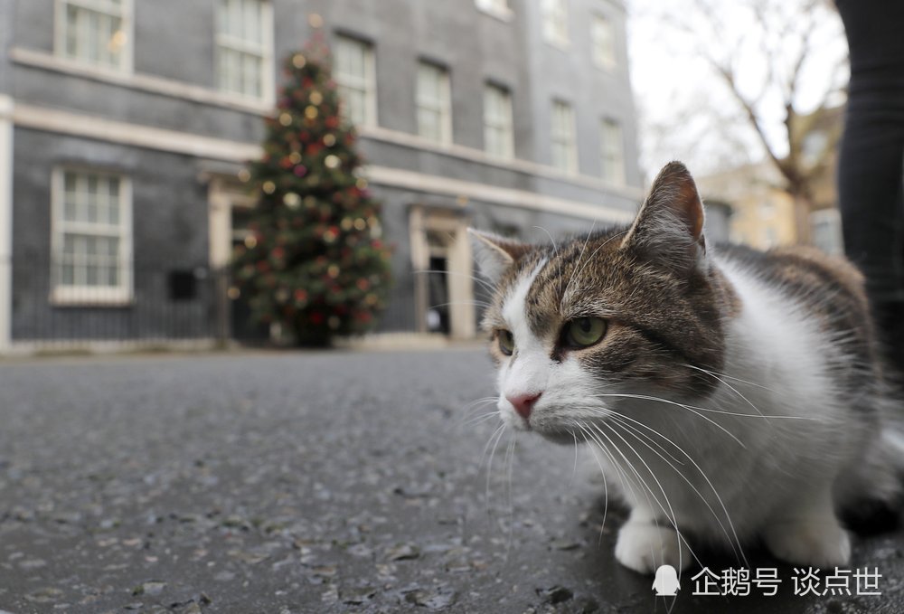 据美联社报道称,本周一,住在伦敦唐宁街10号的一只四条腿的猫—拉里