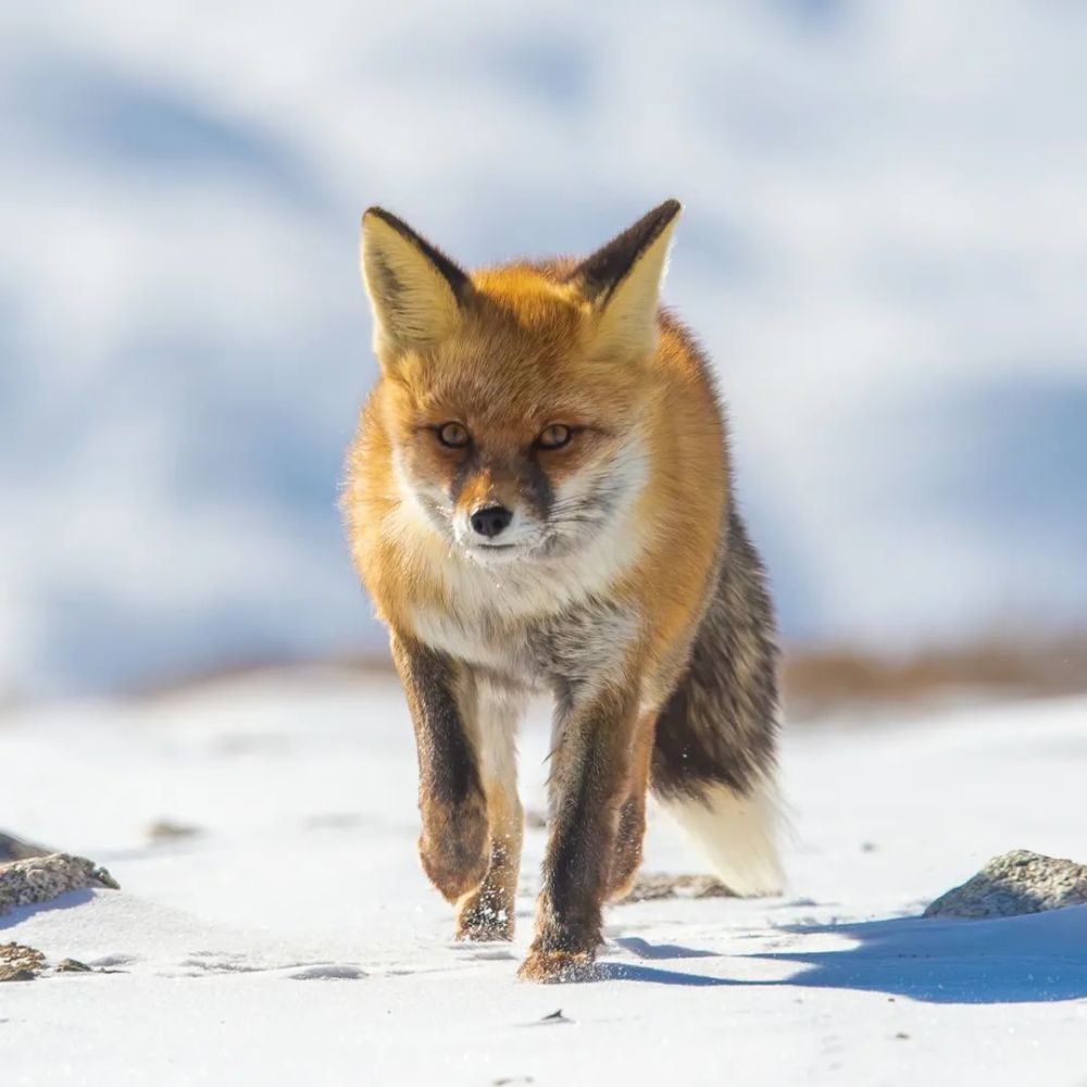 雪地生灵丨赤狐——新增为国家二级重点保护野生动物