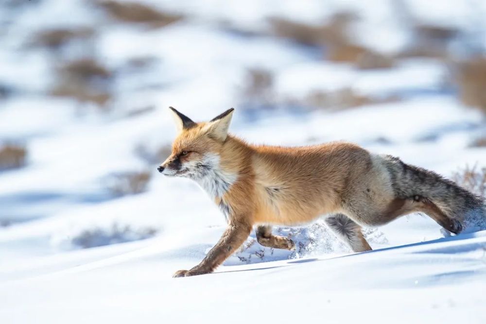 雪地生灵丨赤狐——新增为国家二级重点保护野生动物