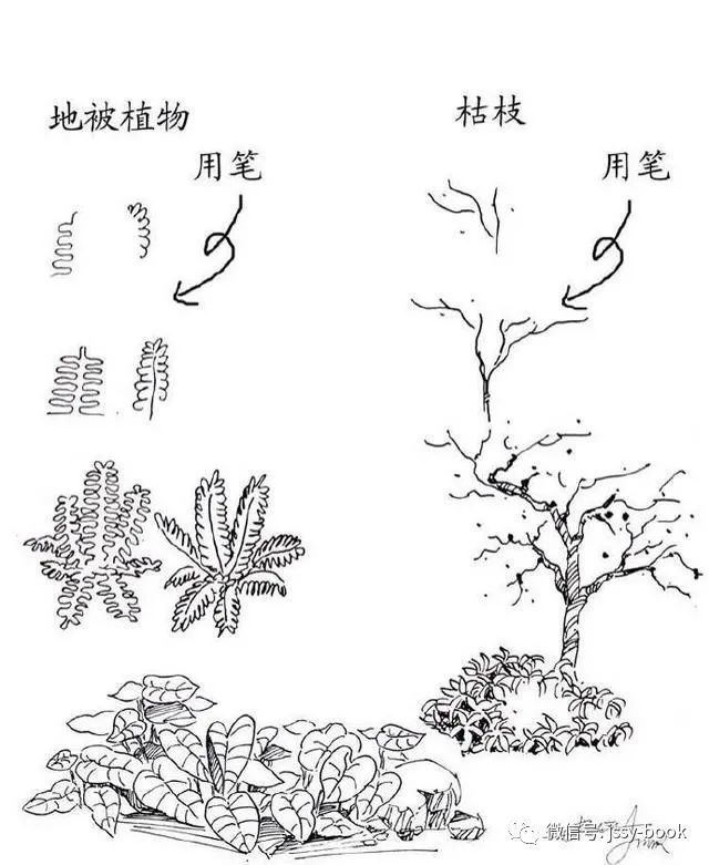 绘画素材(植物速写技法)