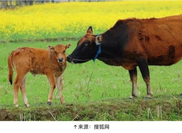 02.老牛舐犊据《广阳杂记》载"地辟于丑,而牛则辟地之物也,故丑属牛.