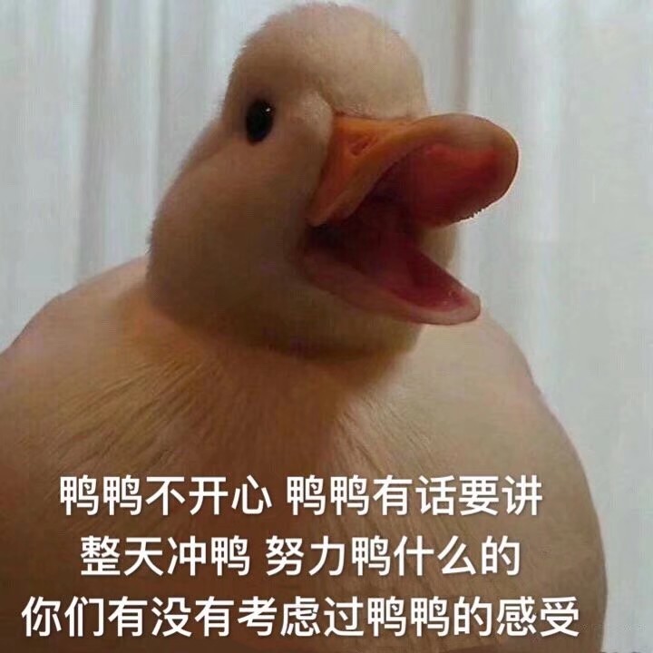 表情包可爱鸭鸭表情包