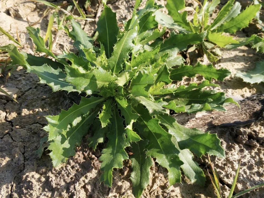 这种带刺野菜,50年前满地找,如今少有人吃,殊不知全身