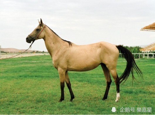 流汗如血的马匹,介绍汗血马(汗血宝马)性格特征 习性