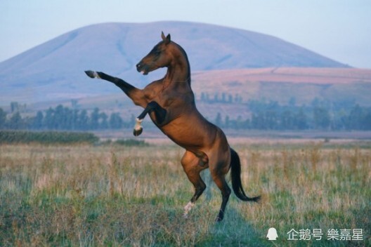 流汗如血的马匹,介绍汗血马(汗血宝马)性格特征 习性特征