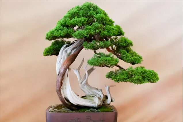 侧柏盆景从选桩到制作成盆景,分为7步,跟着做,制作出精品盆景