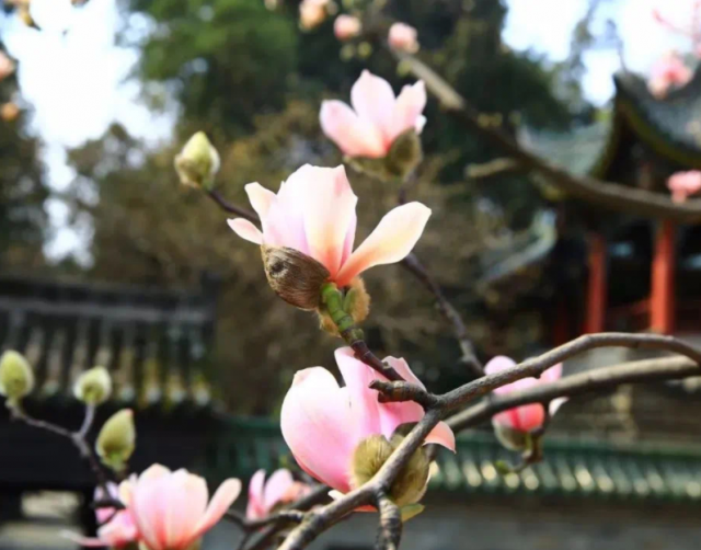 400多岁的古旱莲开花了|陕西|勉县武侯祠