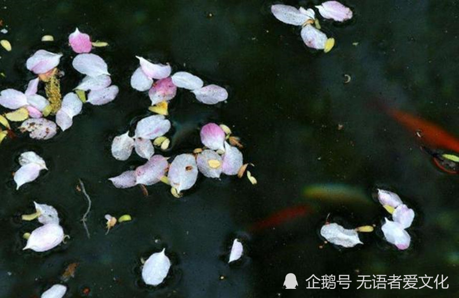 抬头望树上残留的花朵,还要饱经风雨的摧残,心中愈发愁苦