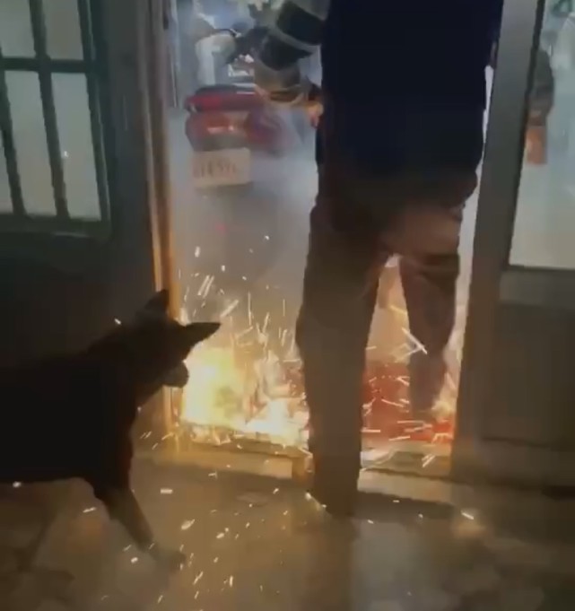 云南一小狗把点燃的烟花叼回家,主人拿走又叼回,家中火花四溅