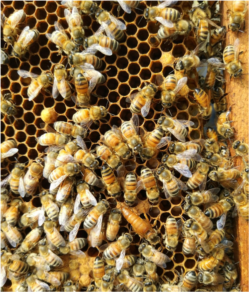 蜜蜂养殖,人工育王工具:三件套