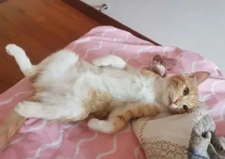 喜欢躺着睡觉的 招财猫 们,这睡姿太萌了,一定要看到最后,最后表情笑