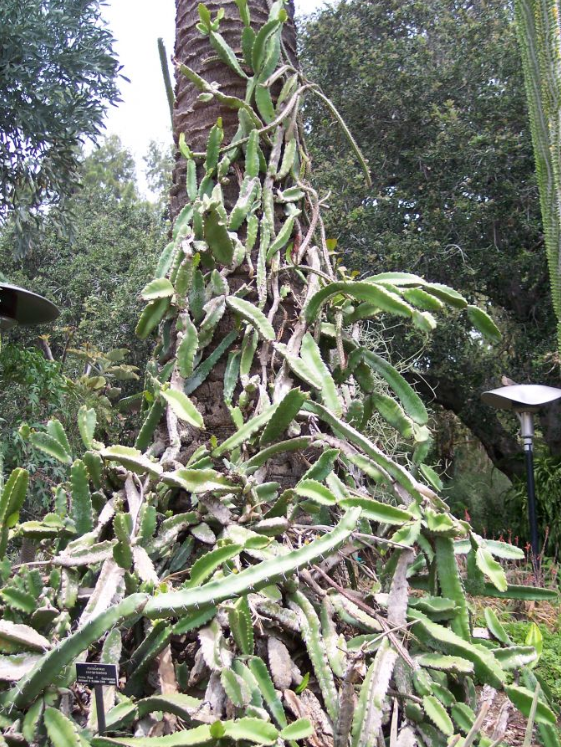 荒野维生野菜系列火龙果