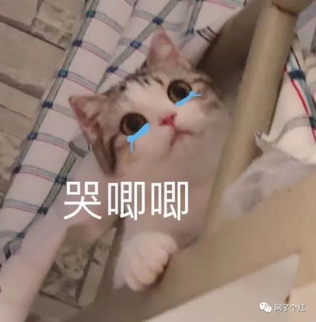 "给我看哭了呜呜呜