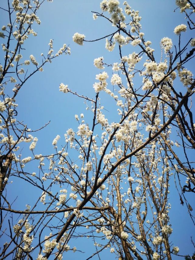 花香,走一下午也不觉得累;你还可以自驾前往,和家人一起,在一棵樱桃树