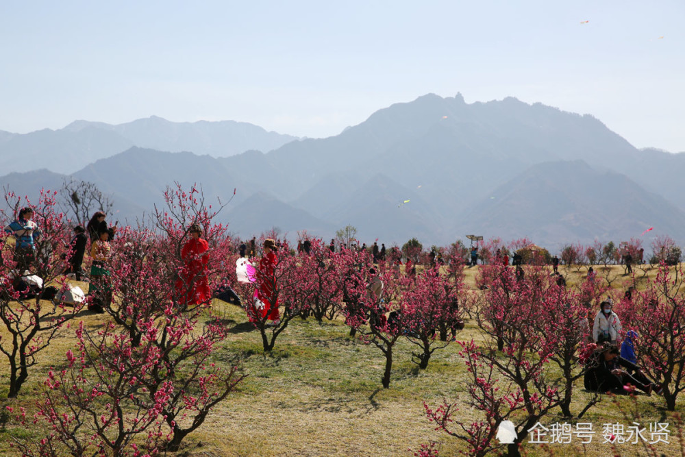 西安最大的梅园在唐村,终南山下三千株梅花盛开,灿若云霞