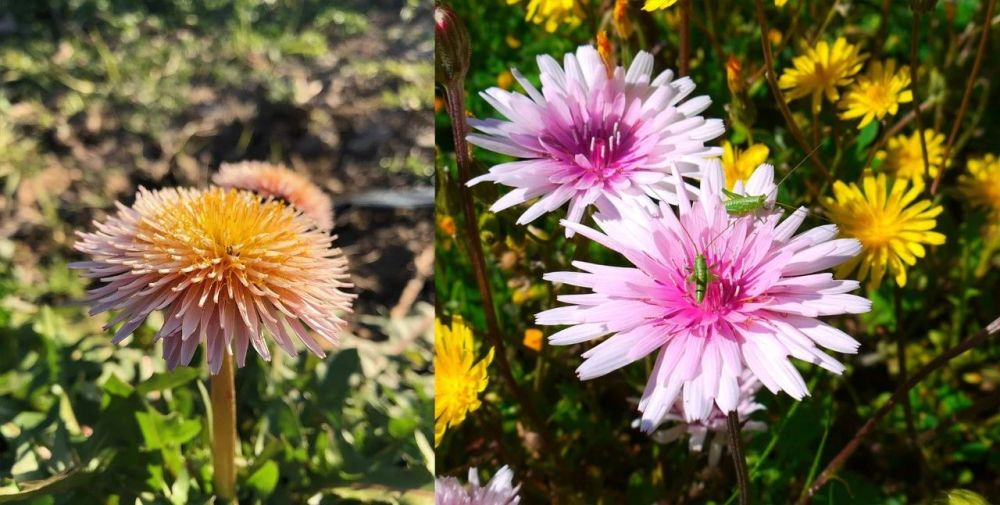 相比黄花蒲公英粉花和绯红蒲公英更好看能保持多年生长