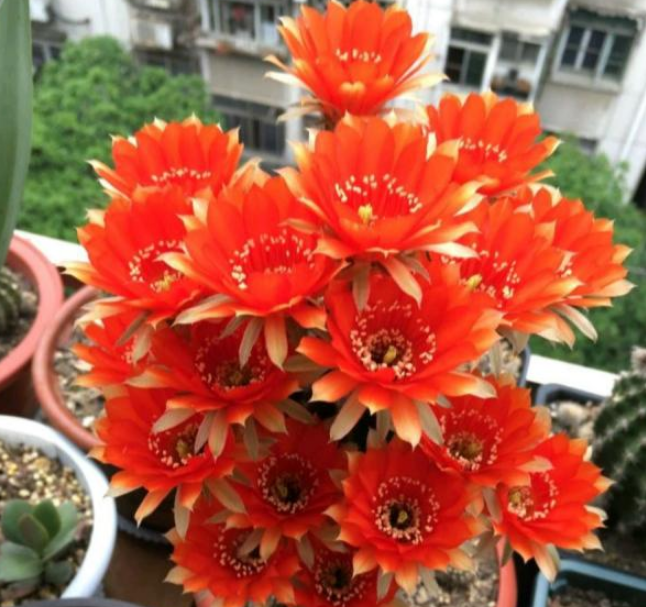 6种爱开花的仙人球植物,谁见了都夸美!