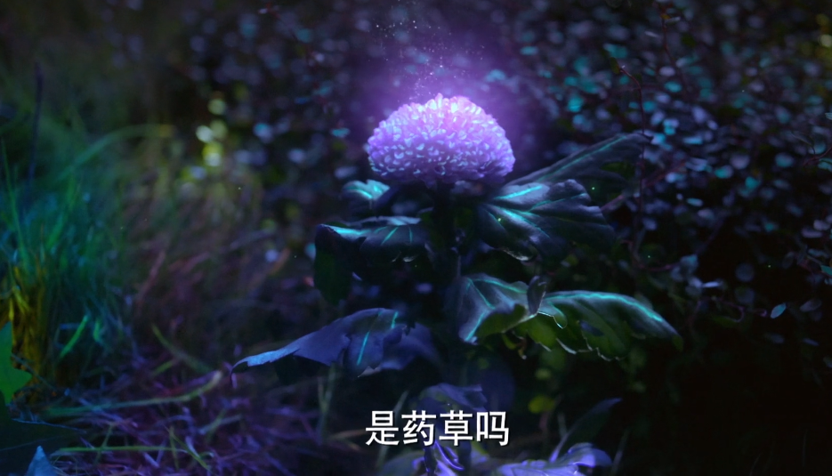 斗罗大陆电视剧唐三不识仙品药草史莱克六怪却很懂唐昊成千寻疾小弟