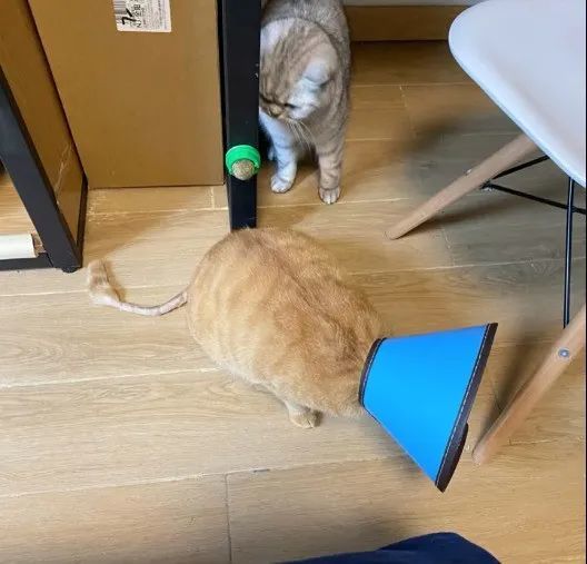猫趣|猫步并非都是霸气而优雅,这只走姿搞笑的橘猫,背后的故事让人动