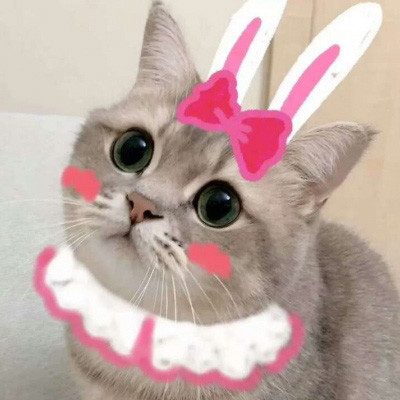 萌宠(猫猫|狗狗)双人组合头像!