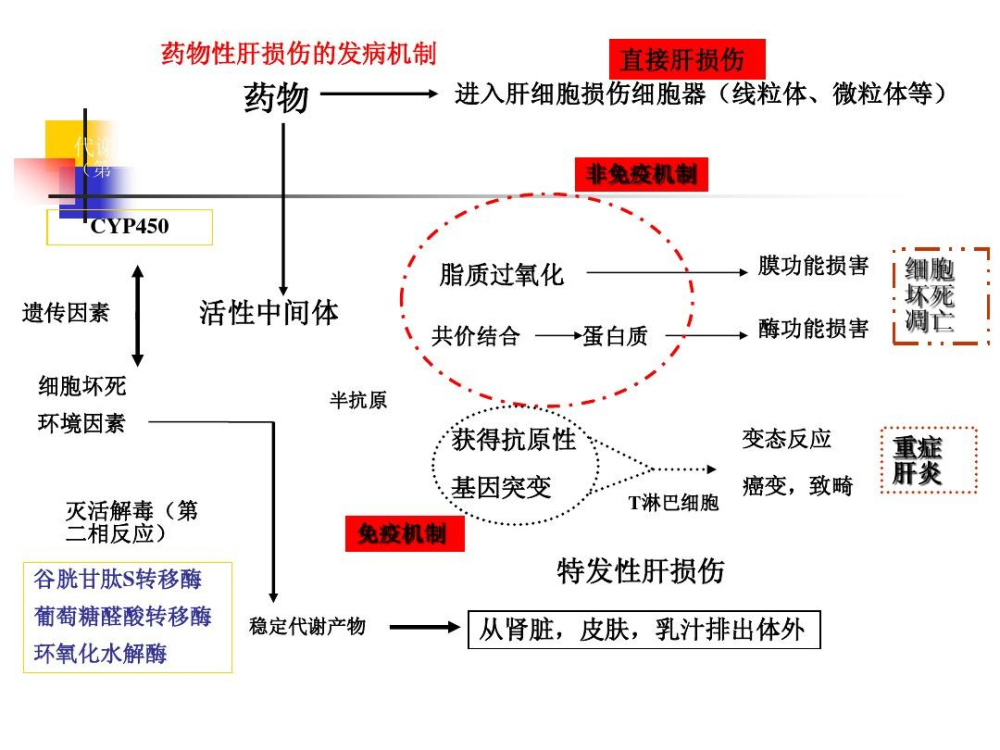 昆明南亚科大肝病医院药物性肝损伤比你想象中常见