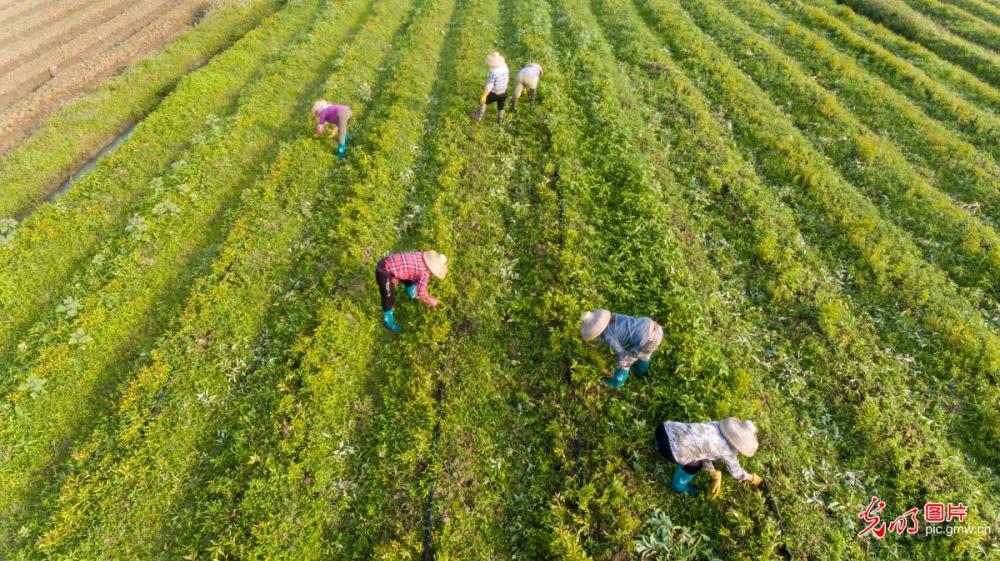 2021年2月16日,海南琼海,嘉积镇的农民在田园中劳作.